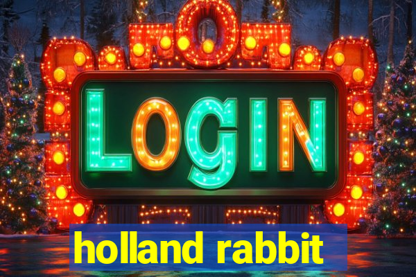 holland rabbit