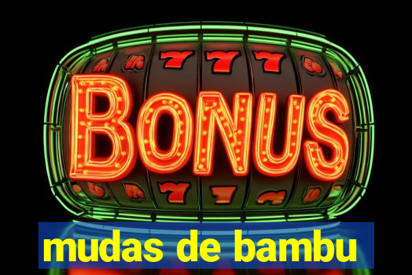 mudas de bambu