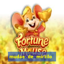 mudas de mirtilo em porto alegre