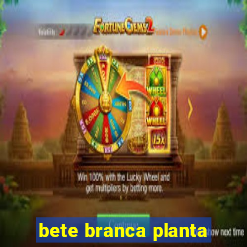 bete branca planta