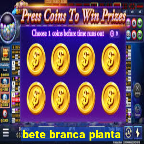 bete branca planta