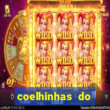 coelhinhas do brasil recife