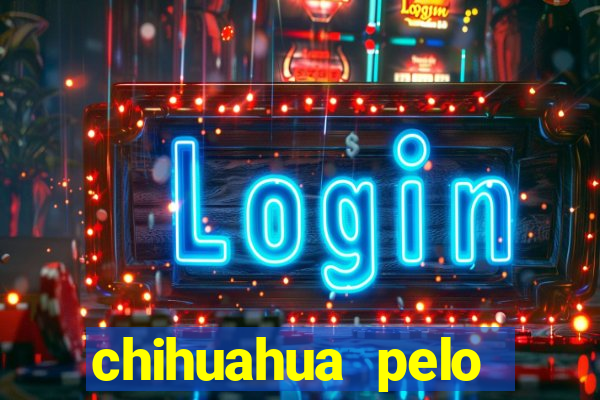 chihuahua pelo longo pre莽o