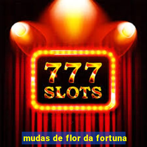 mudas de flor da fortuna