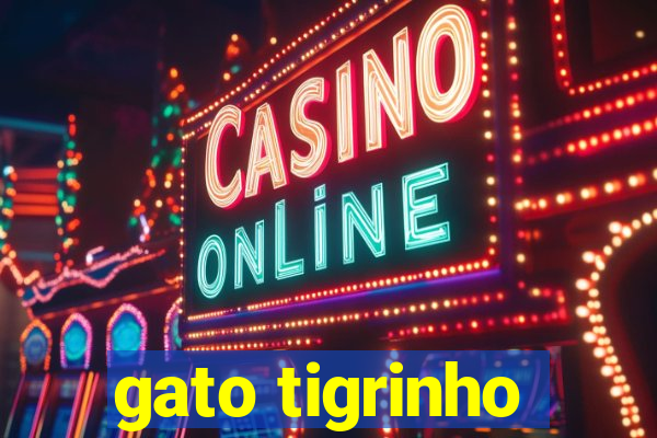 gato tigrinho