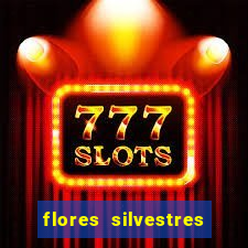 flores silvestres desbravadores desbravadores 25