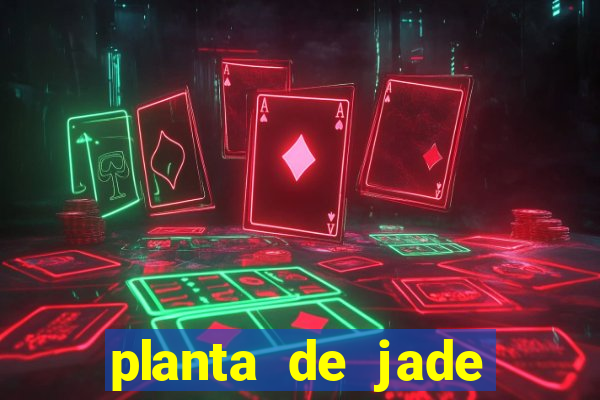 planta de jade significado espiritual