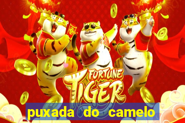 puxada do camelo jogo do bicho