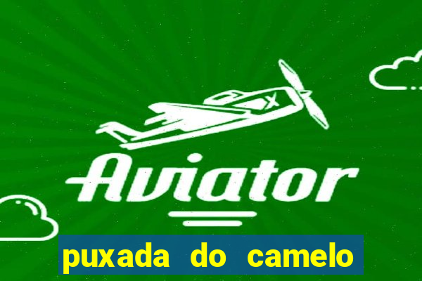 puxada do camelo jogo do bicho