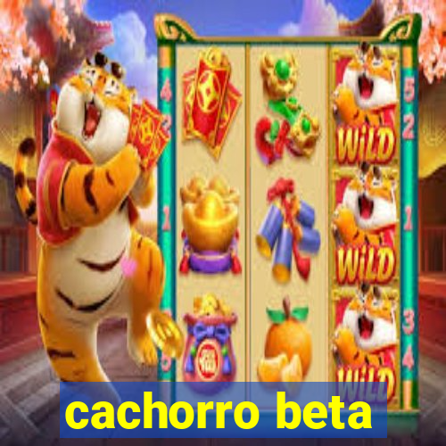 cachorro beta