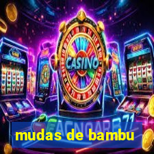 mudas de bambu