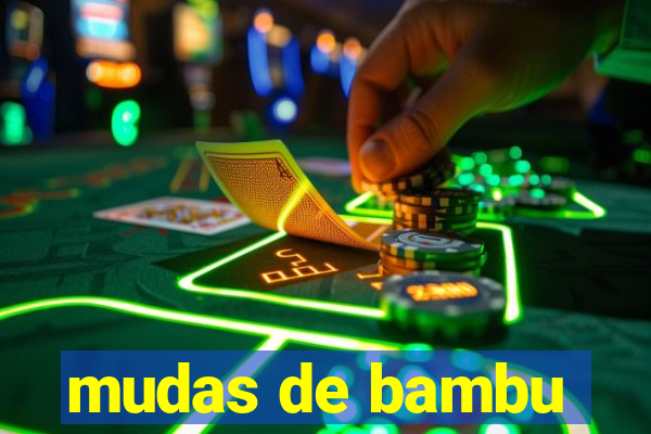 mudas de bambu