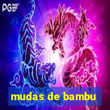 mudas de bambu