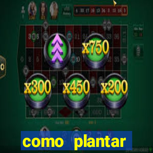 como plantar gergelim no vaso