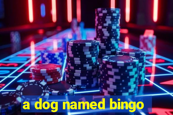 a dog named bingo