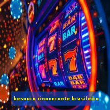 besouro rinoceronte brasileiro