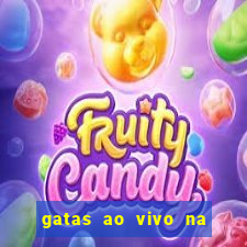 gatas ao vivo na web cam